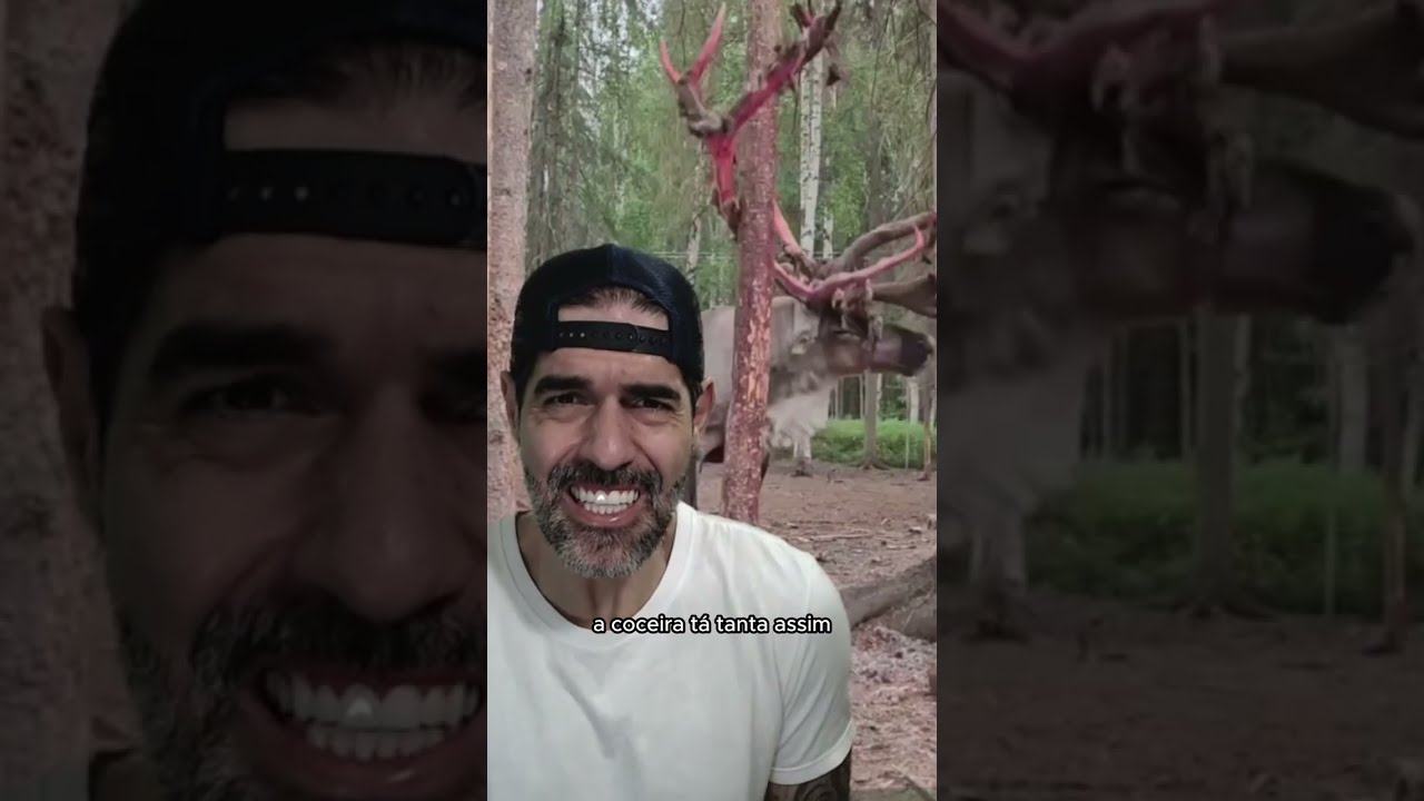 A AFLIÇÃO de uma RENA tirando VELUDO do CHIFRE | Pidobiologia