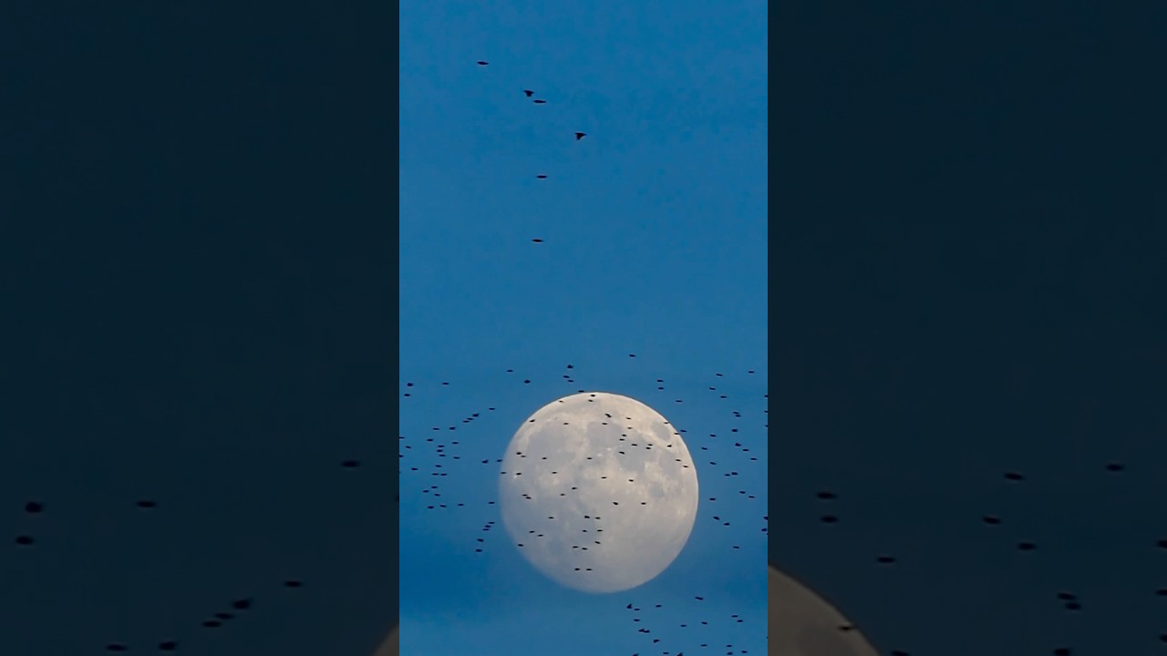 🌕 ‘The Cold Moon’ - the last full moon of 2025 in Aberystwyth 🏴󠁧󠁢󠁷󠁬󠁳󠁿