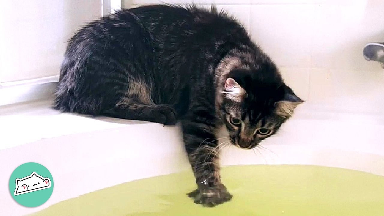 Cat Steals Owners' Baths Every Time He Hears The Tub Filling | Cuddle Buddies