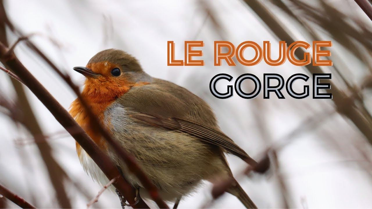 Le Rouge-gorge familier BEST Selected 4K Video (birds in nature)