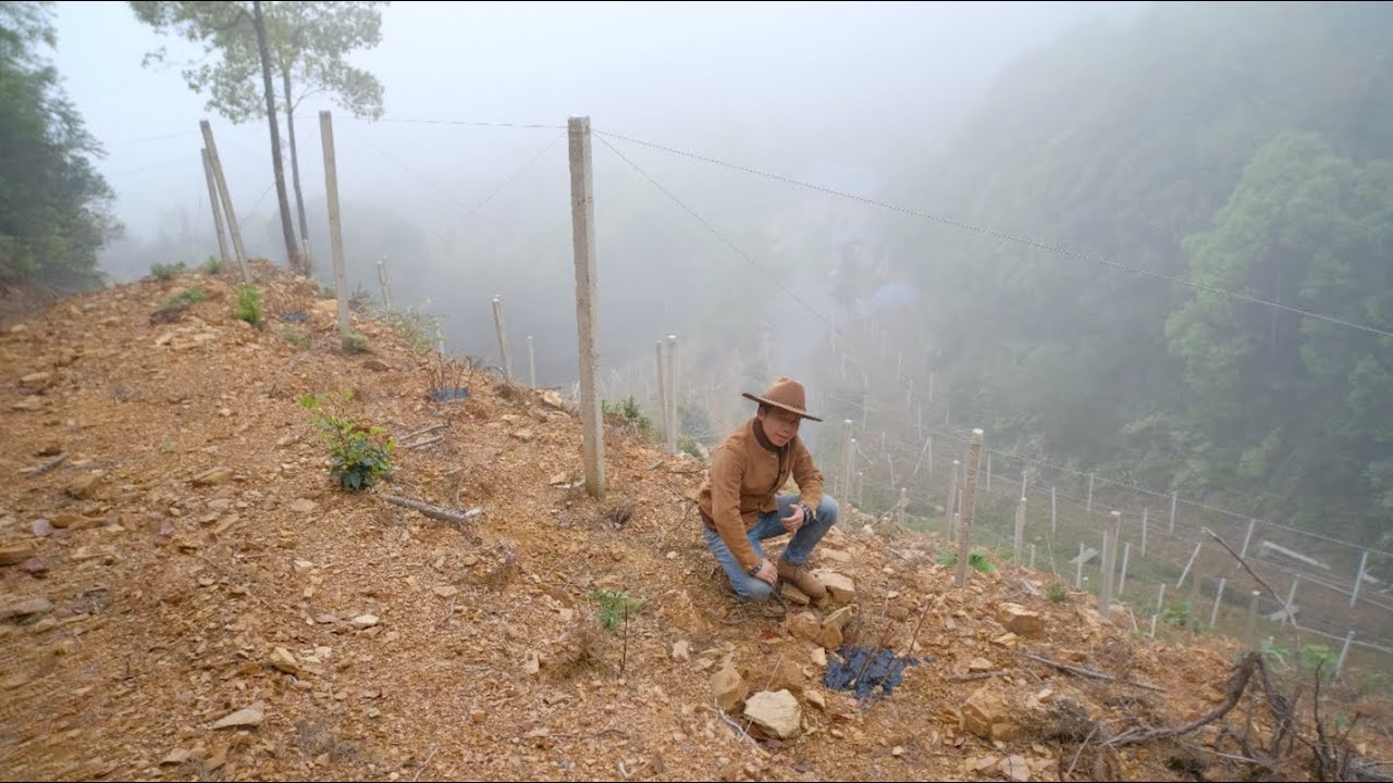 How Traditional Wine Is Cultivated: Foggy Spring in The Mountain Vineyard