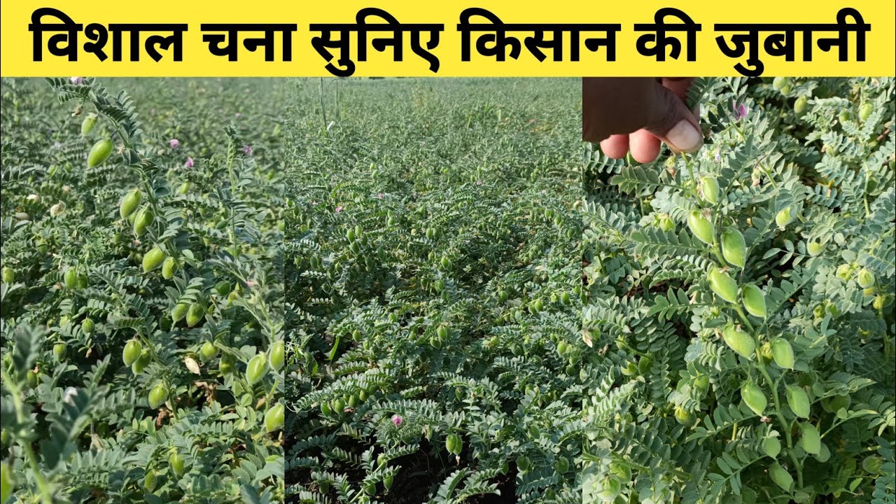 Vishal chana in m.p. | विशाल चना कितने दिन में पक जाता है | Vishal chana (@gourfarming)