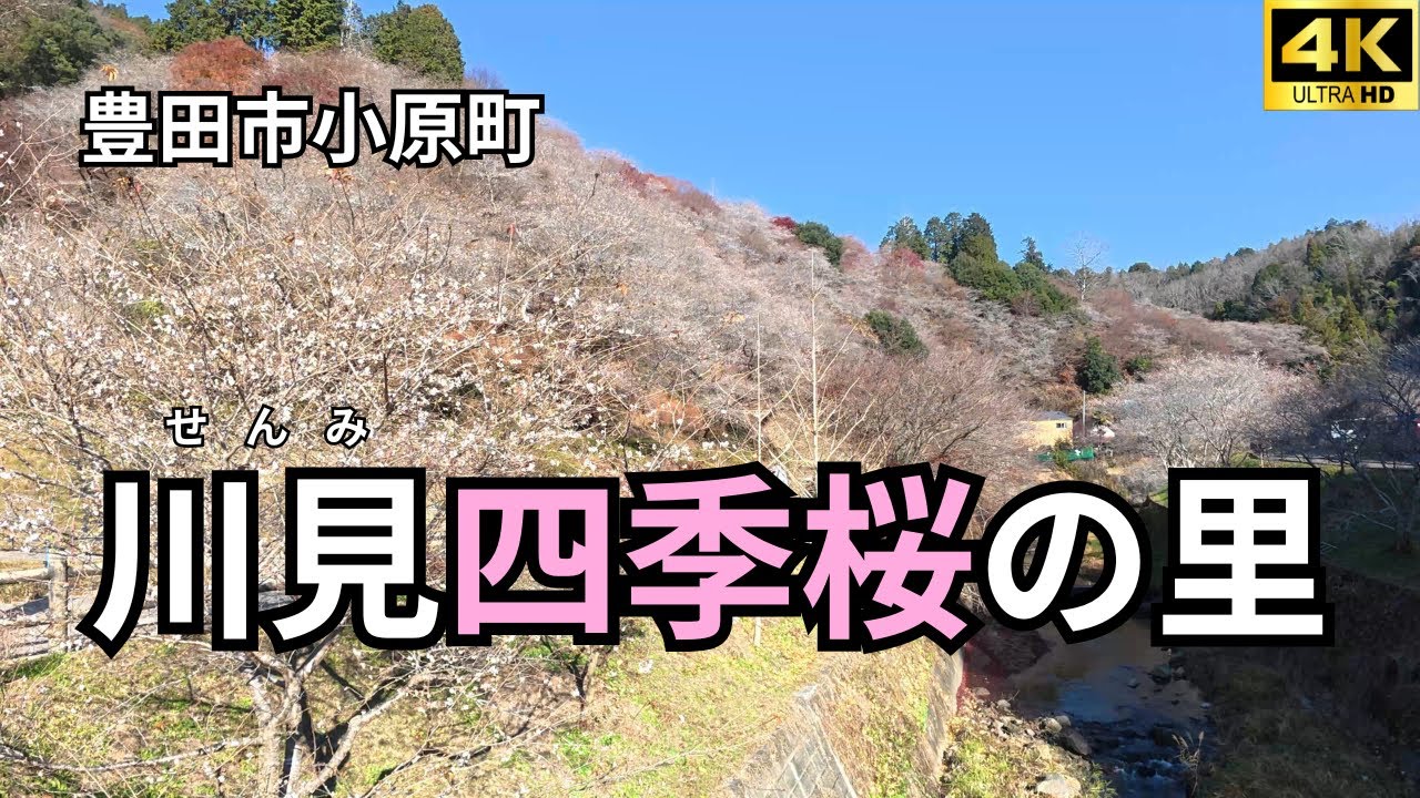 【豊田市小原町】川見四季桜の里 2025【愛知の紅葉🍁】