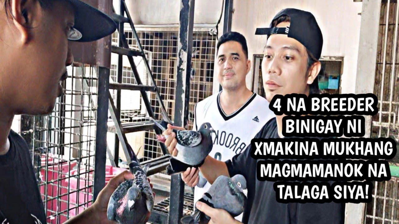 XMAKINA APAT NA BREEDER BINIGAY SAKIN MUKHANG MAGMAMANOK NA TALAGA!