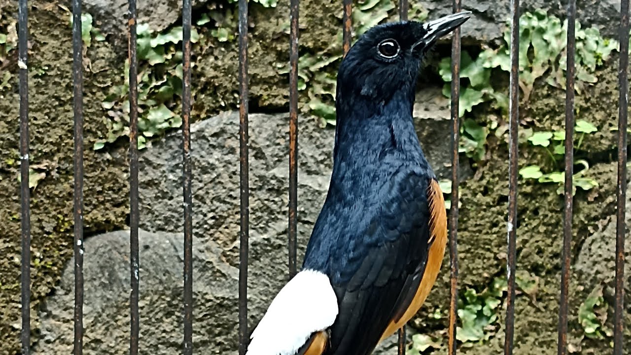 Love bird kasar jernih