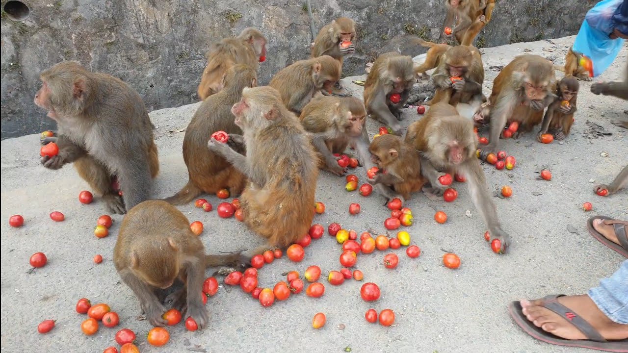 Monkey are happy to get fresh tomatoes || feeding tomatos
