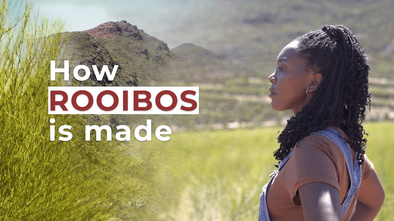 Discover the majestic origins of Rooibos | Cape Natural Tea Products