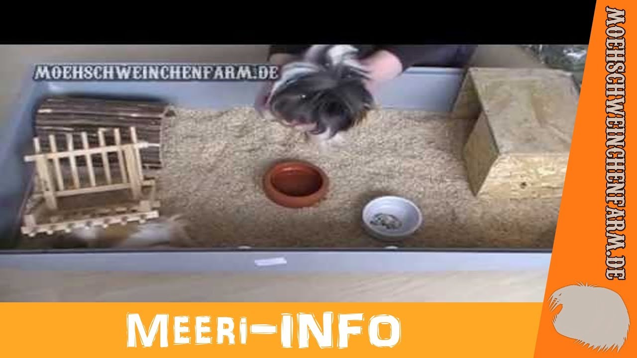 Meerschweinchen Käfighaltung Aufklärung
