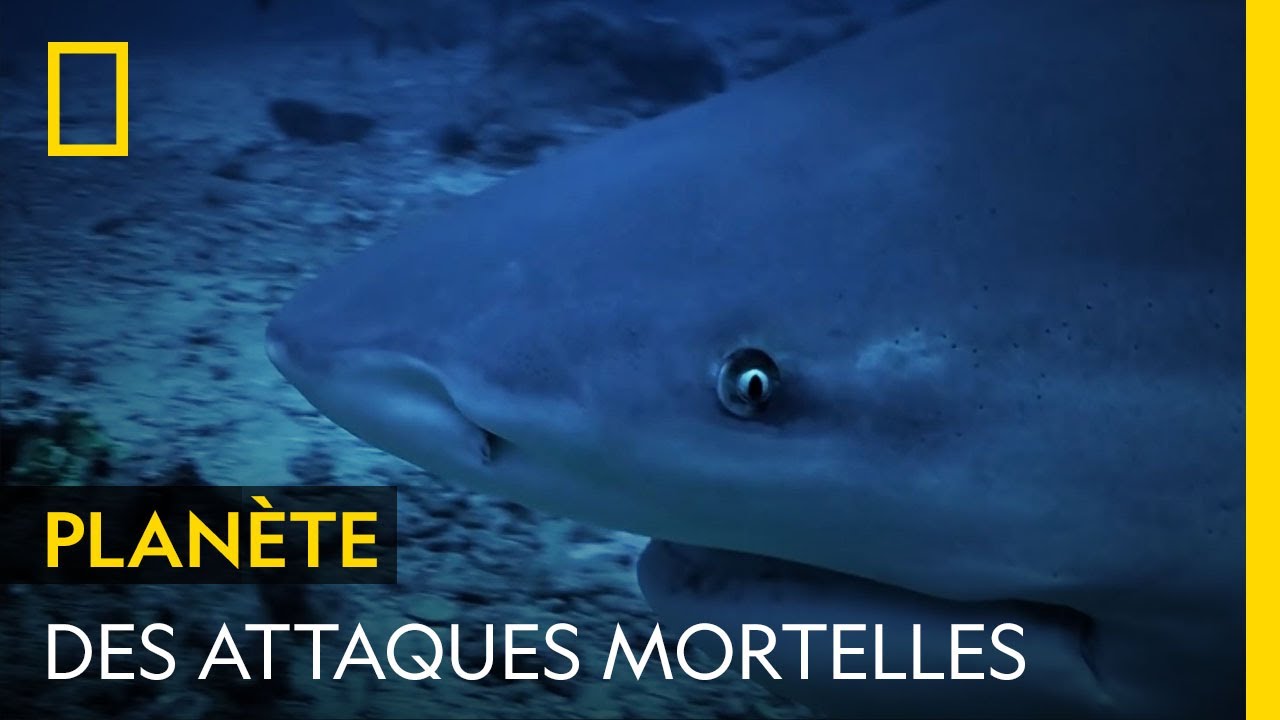 Pourquoi les attaques de requins se multiplient en Mer Rouge ?