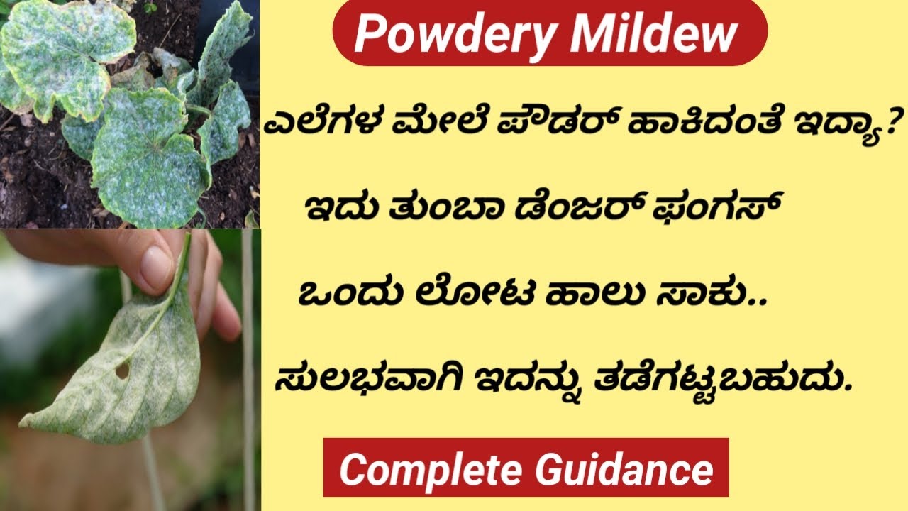 How to Make Fungicide at Home/How to Control Powdery Mildew/Organic Pesticide/Easy way /Step by Step