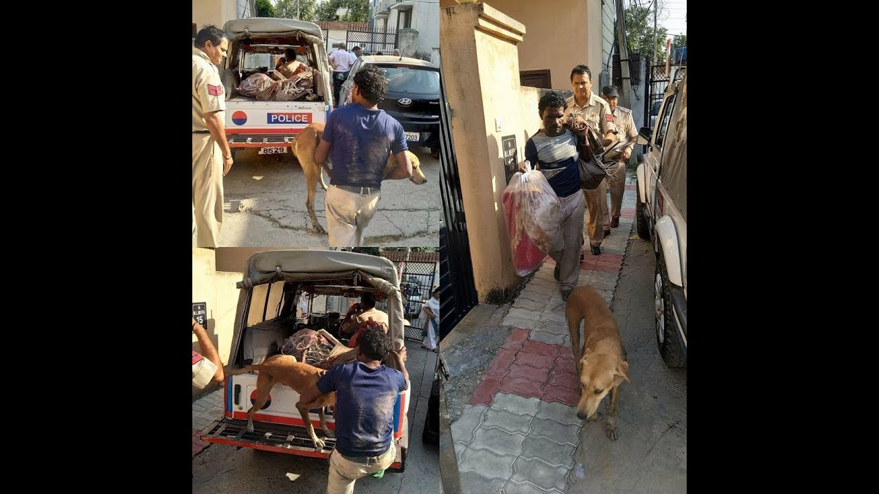 Karnal Anokha Chor Arrest Paltu Dog Bhagte Hue Phucha Thane Live Video Watch & Share