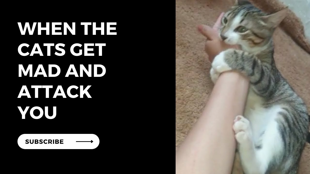 Fostering a Positive Connection: Understanding Cat Behavior and Promoting Safe Interactions