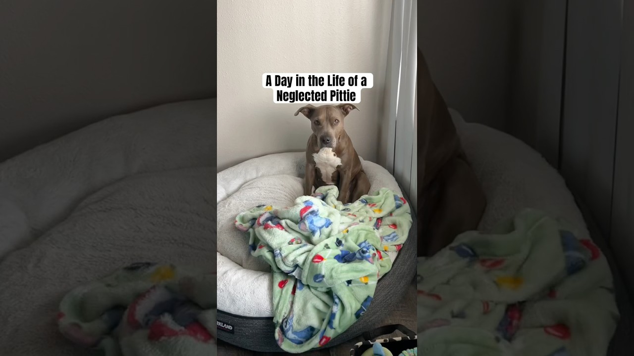 Один день из жизни заброшенного питбуля #pitties #pitbullsofficial #amstaff #dogsofyoutube