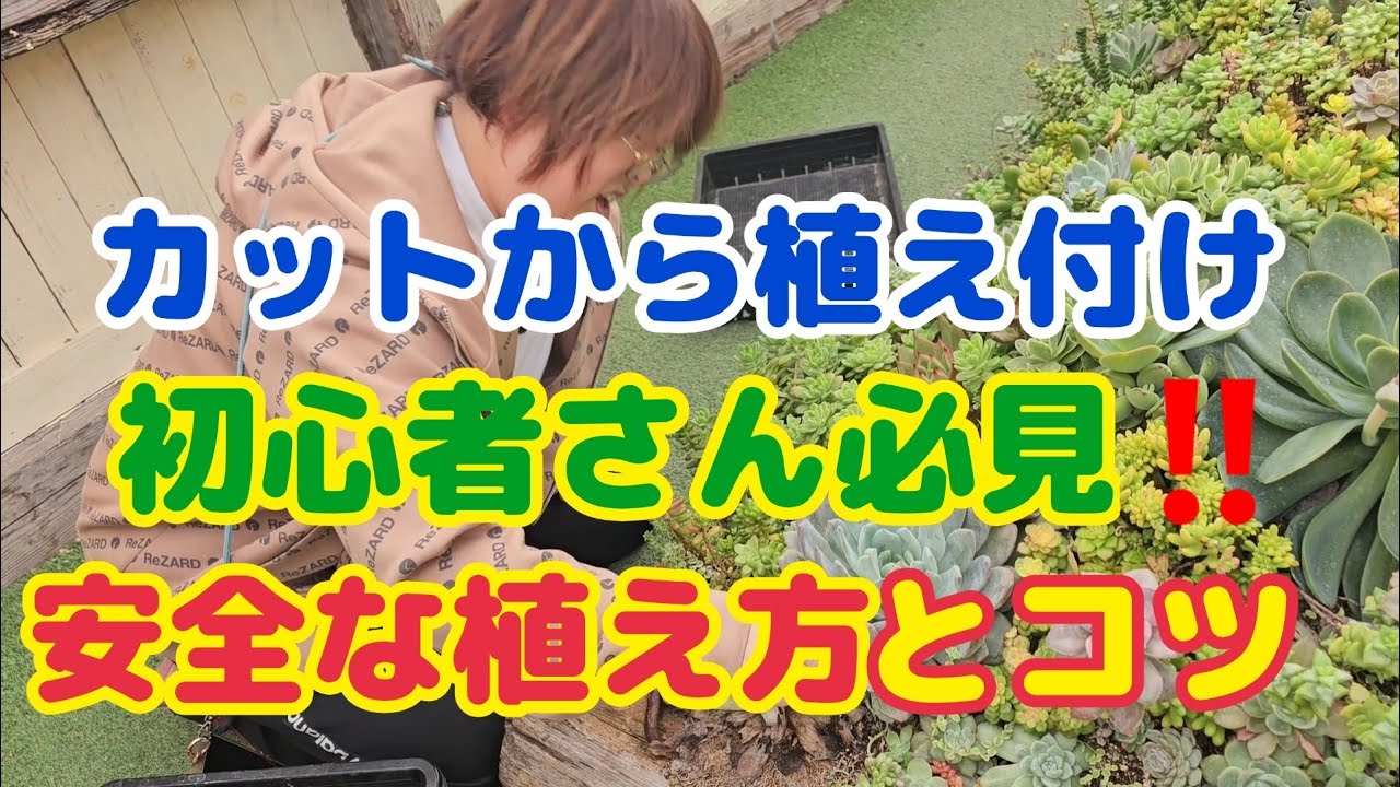 【多肉植物】【初心者🔰さん必見‼️】カットから植え付けまで‼️安全な植え方とコツ‼️2026年1月5日