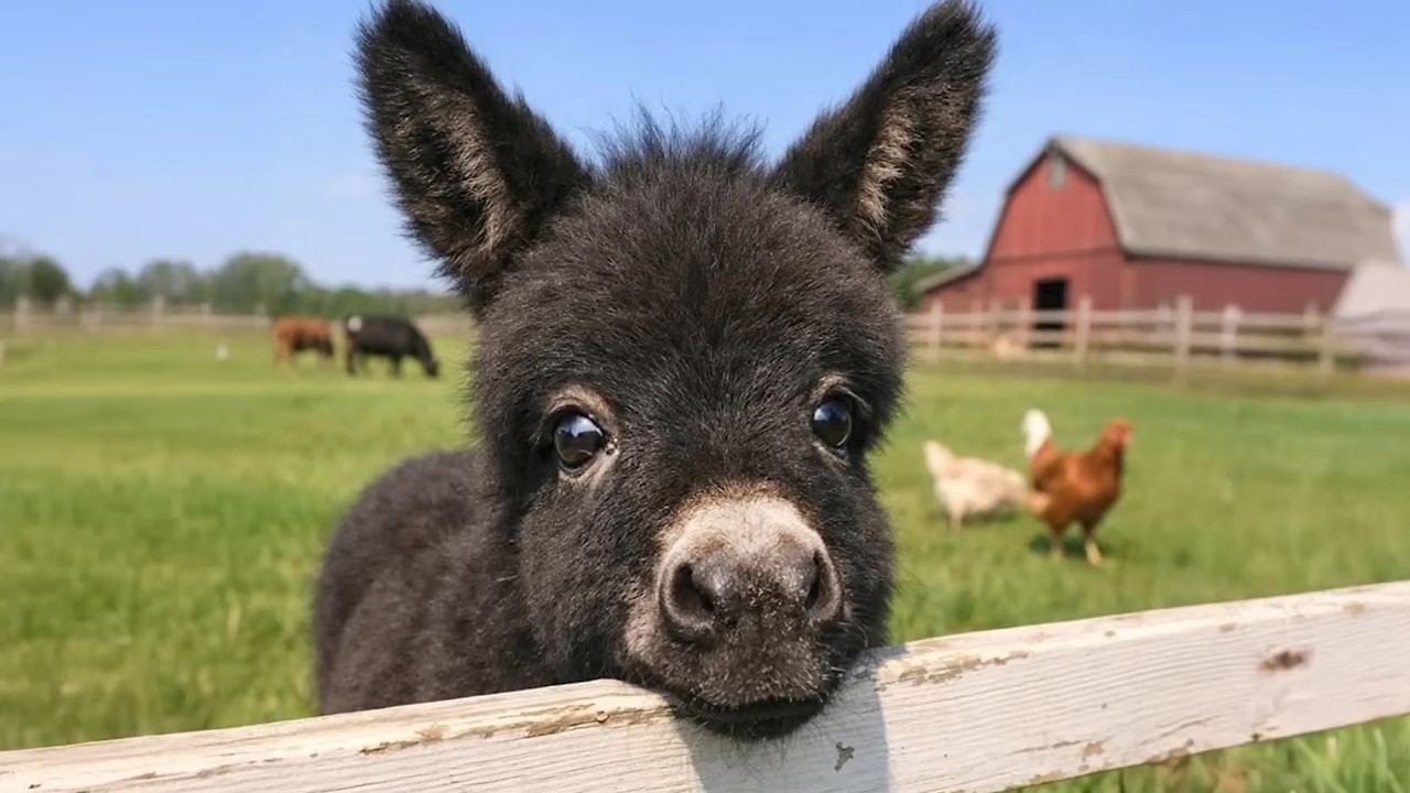 Laugh Until You Cry With These Hilarious Animals Funny Animal Videos! 😂🐾