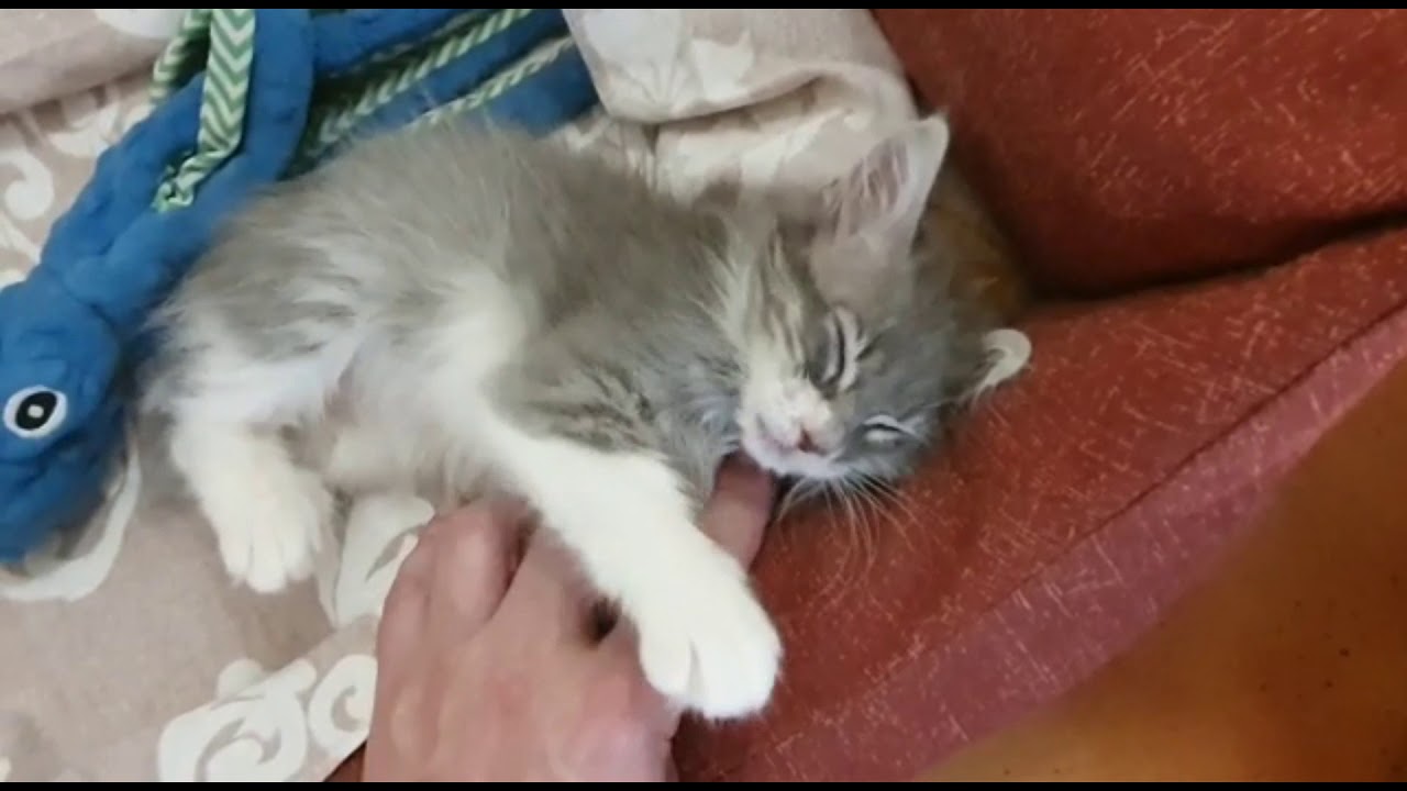 GATTO GATTINO CHE FA LE FUSA KITTEN PURRING