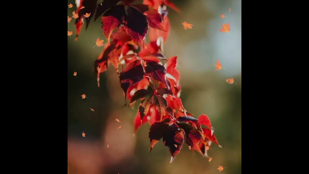 Eric Clapton -  “Autumn Leaves” (en español: “Las ojas de otoño”)