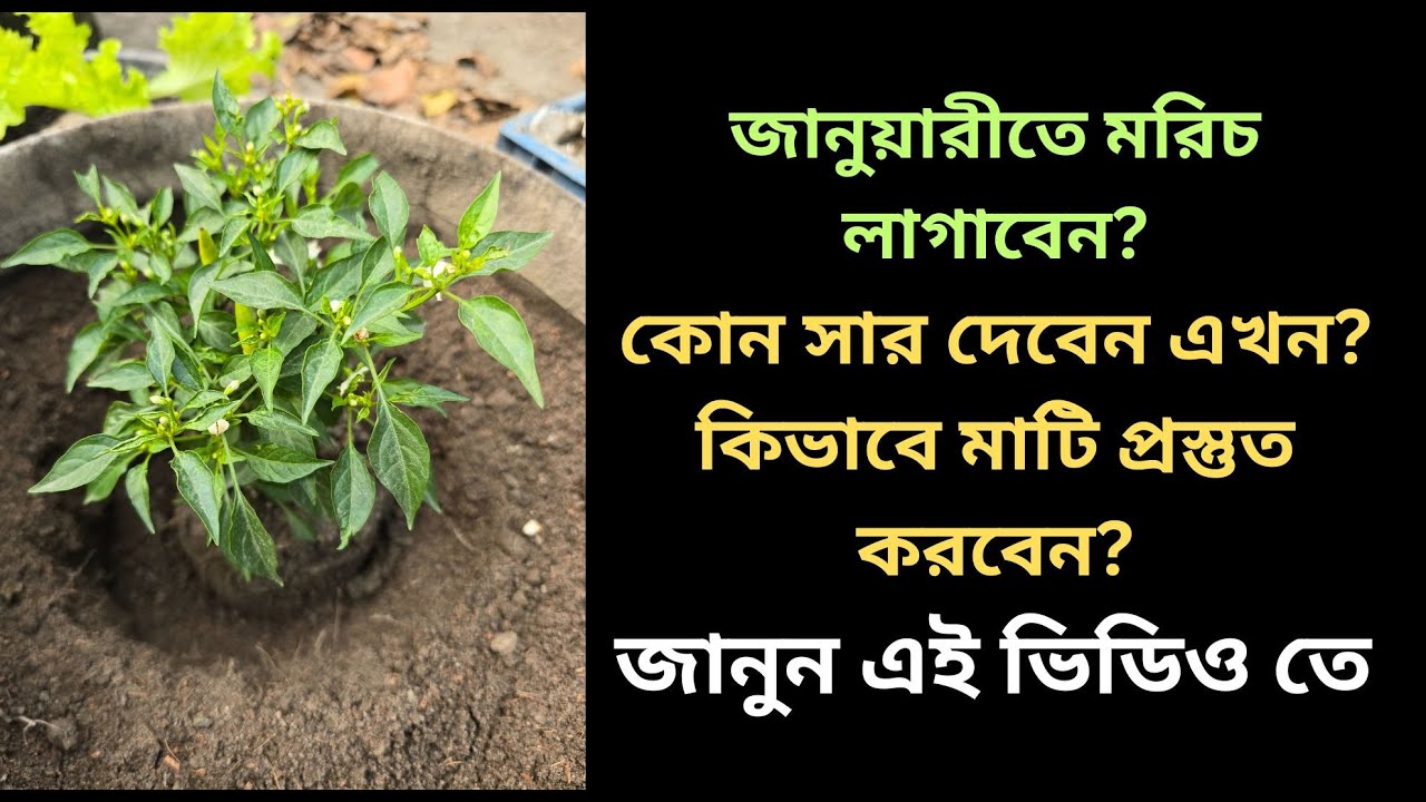 জানুয়ারী বা ফেব্রুয়ারি মাসে মরিচ গাছ লাগাতে কিভাতে মাটি প্রস্তুত করবো ও কি কি সার দিবো