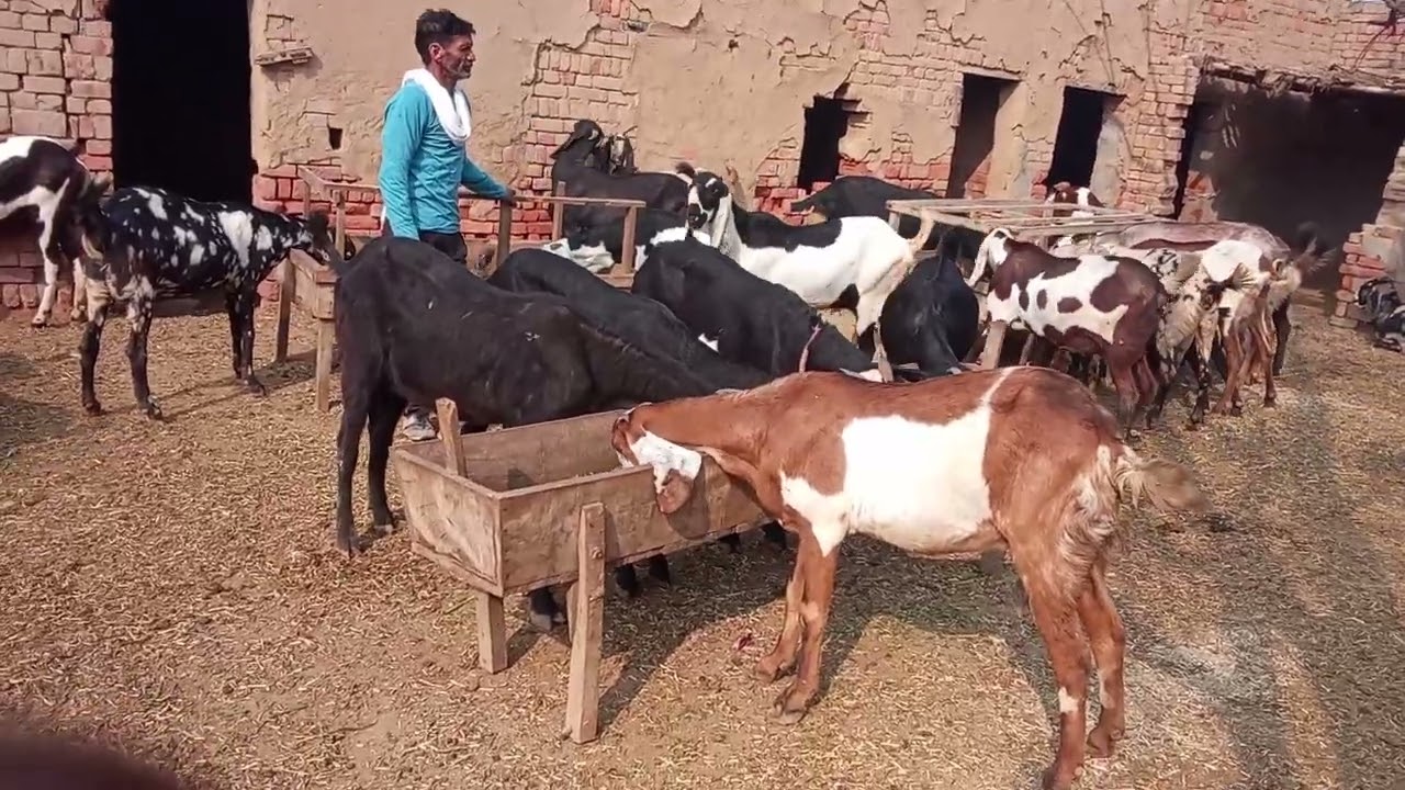 ਪੰਜਾਬ ਦੀਆਂ ਆਸਲ ਬਿਟਲ ਬੱਕਰੀਆਂ 6284565604