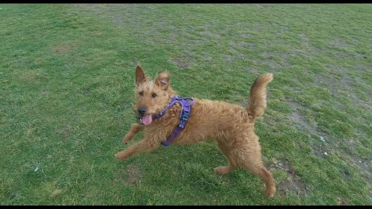 A day in the life of an Irish Terrier puppy 2 Years Later