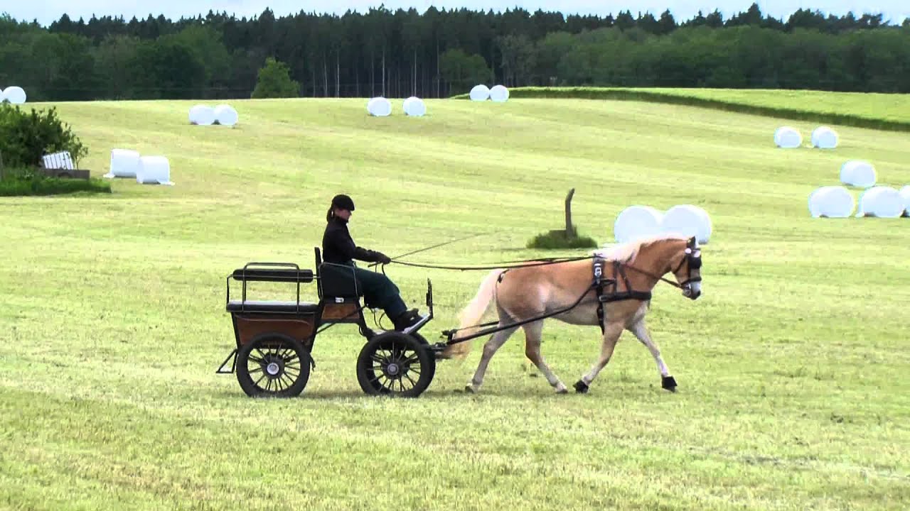 Zaina im Einspänner.MP4