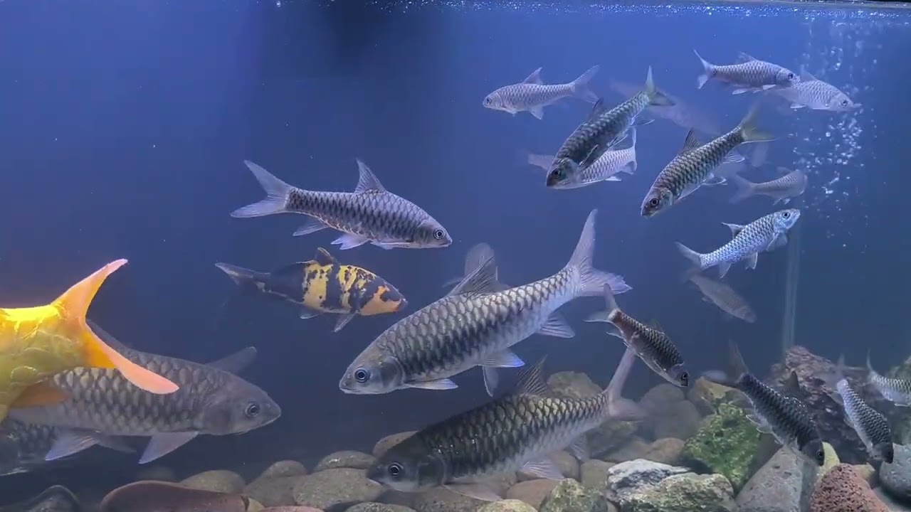 Masheer Atau Ikan Dewa yang Sedang Naik Daun, DiBuru Para Kolektor 