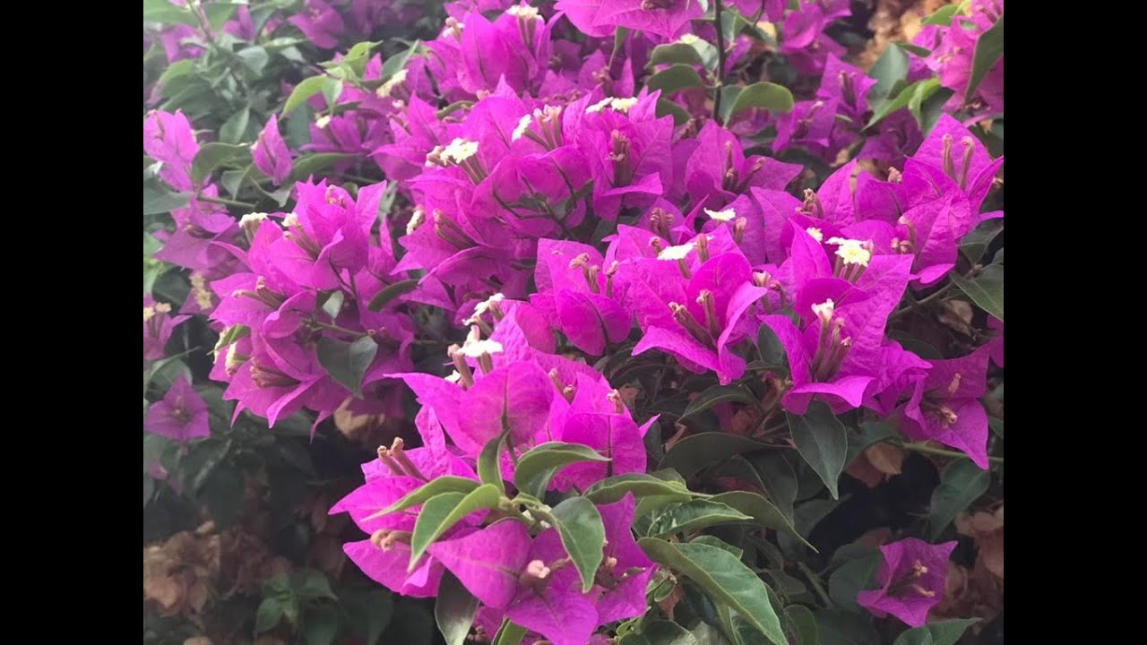 Begonvil Neden Çiçek Açmaz? Why Bougainvillea Is Not Blooming? Diğer Sorunları?