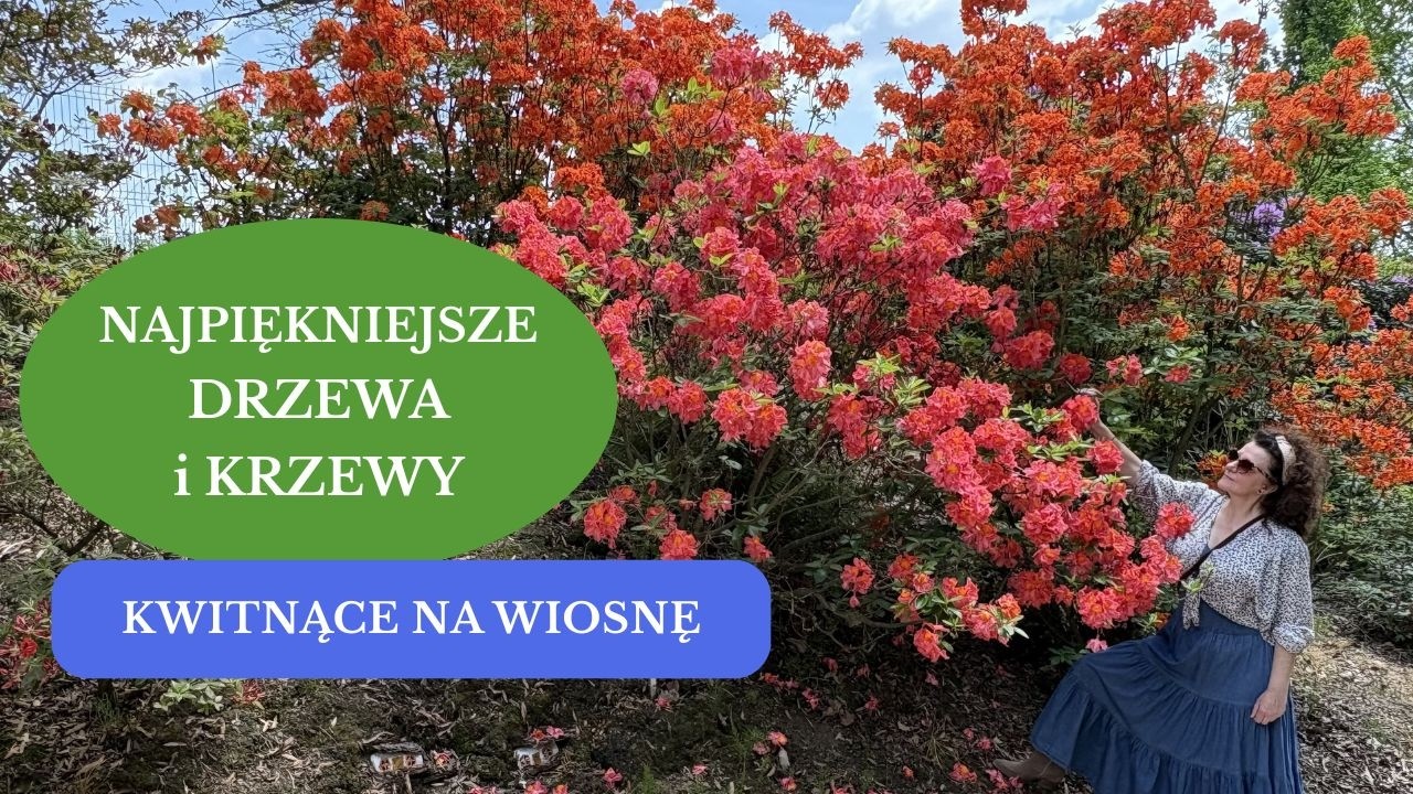 12 najpiękniejszych drzew i krzew&oacute;w kwitnących na wiosnę. Rośliny ozdobne do małych i dużych ogrod&oacute;w