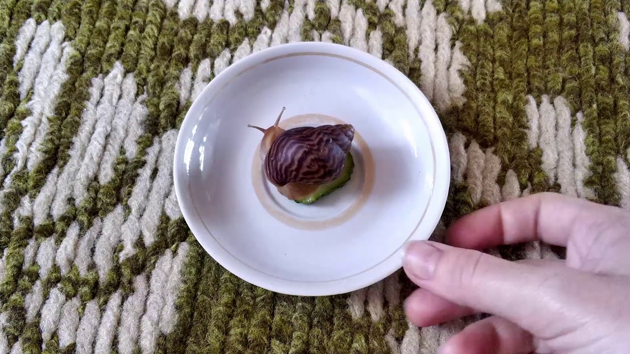 What do snails eat? 🐌/ Что едят улитки?