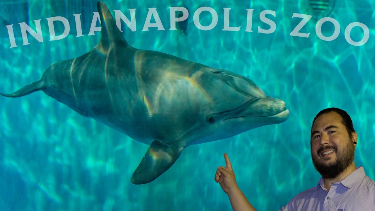 Checking Out the Indianapolis Zoo and Seeing Its Residents... Maybe Some Babies | 4K