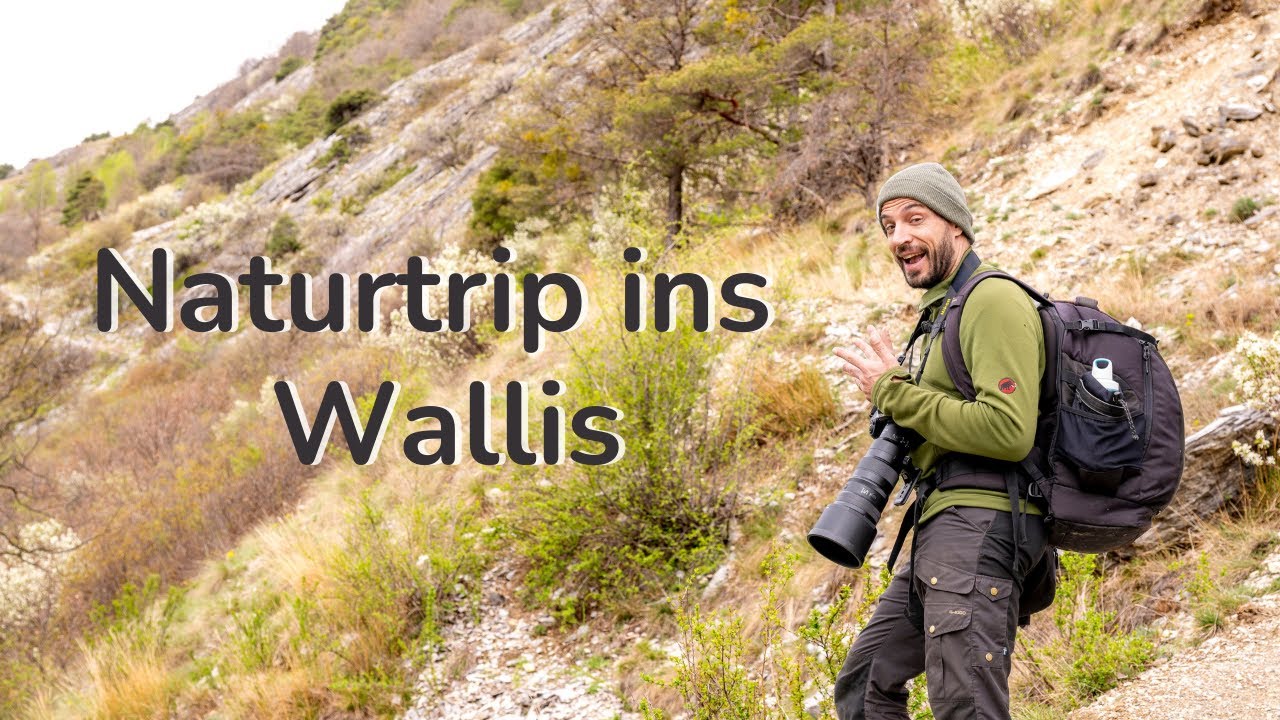 Naturtrip ins Wallis - Adonisr&ouml;schen🏵️ Blaumerle🐦&zwj;⬛ & Felsensteppe🏔️