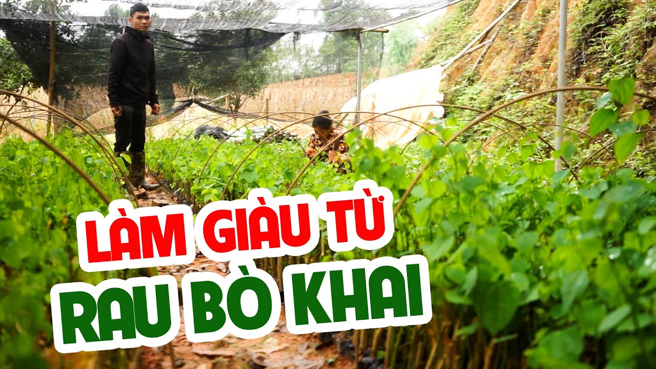 SINH RA TỪ LÀNG | VỢ CHỒNG BÁC NÔNG DÂN LÀM GIÀU TỪ NGHỀ TRỒNG RAU BÒ KHAI