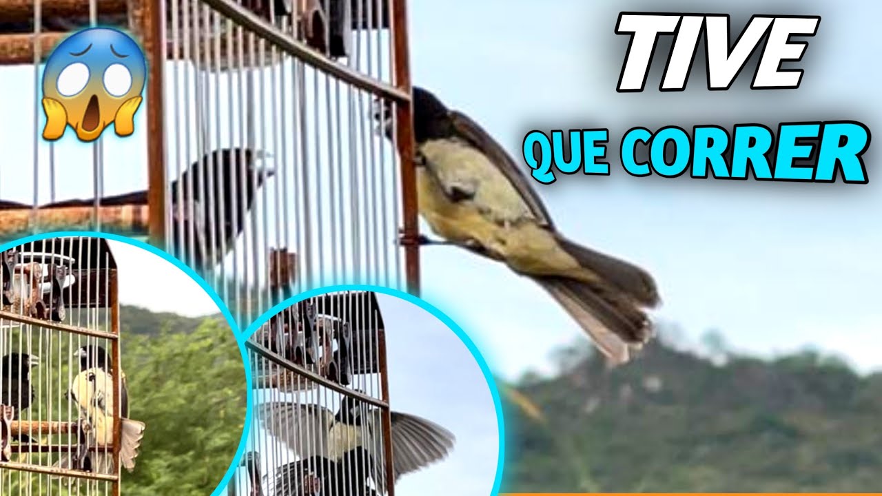 ENTREI NO TERRITÓRIO DO PAPA CAPIM MAIS VALENTE DO MUNDO 😱