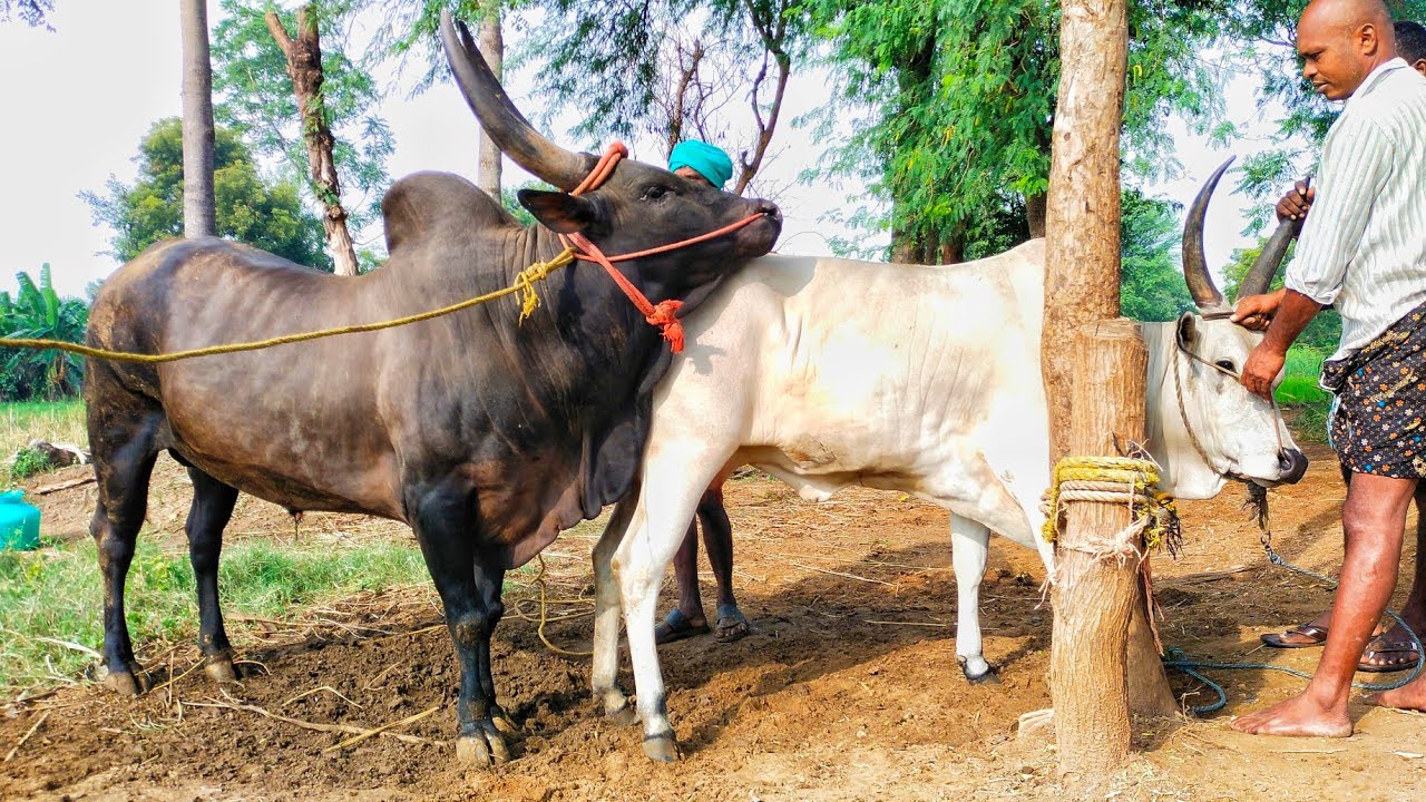 காங்கேயம் காராங்காளை இனச்சேர்க்கை 💕 kangeyam cow 👑 kangeyam Black Bull