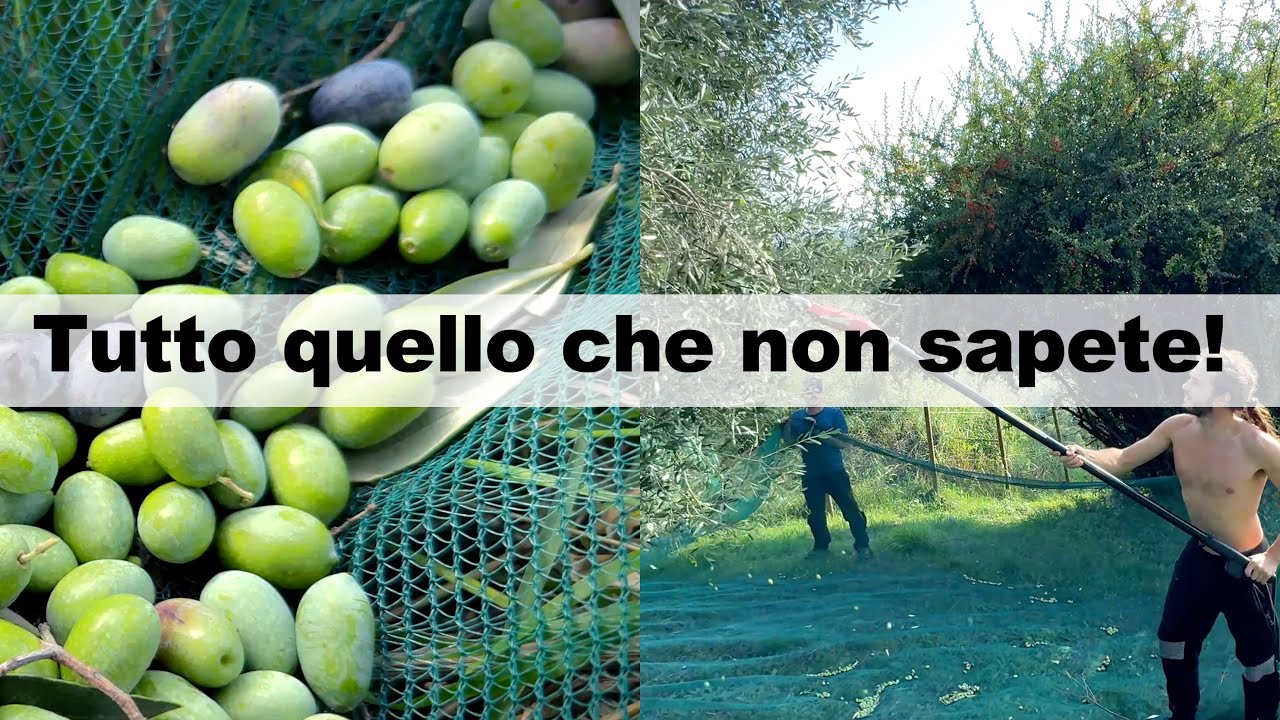 LA RACCOLTA DELLE OLIVE | All'Olivara del Castello - Ricky3vi