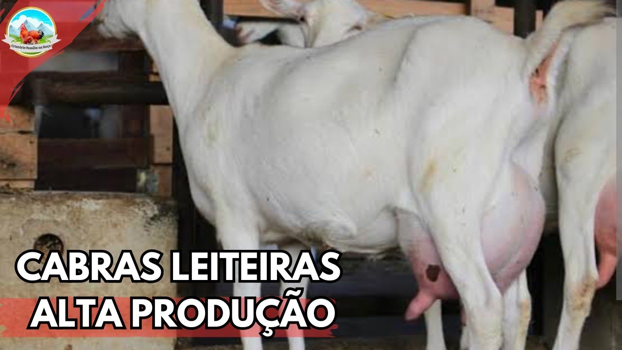 CABRAS LEITEIRAS SENNEN DO CAPRIL DA DONA VÂNIA ALTA PRODUÇÃO DE LEITE #cabras