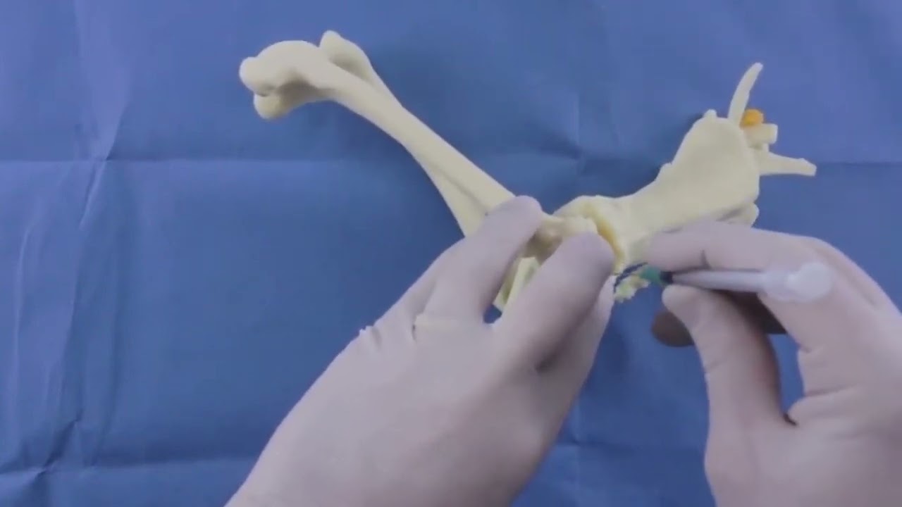 PRP Injection Technique for Veterinary Use | Hip Joint Injection Demo | VIDJ1681
