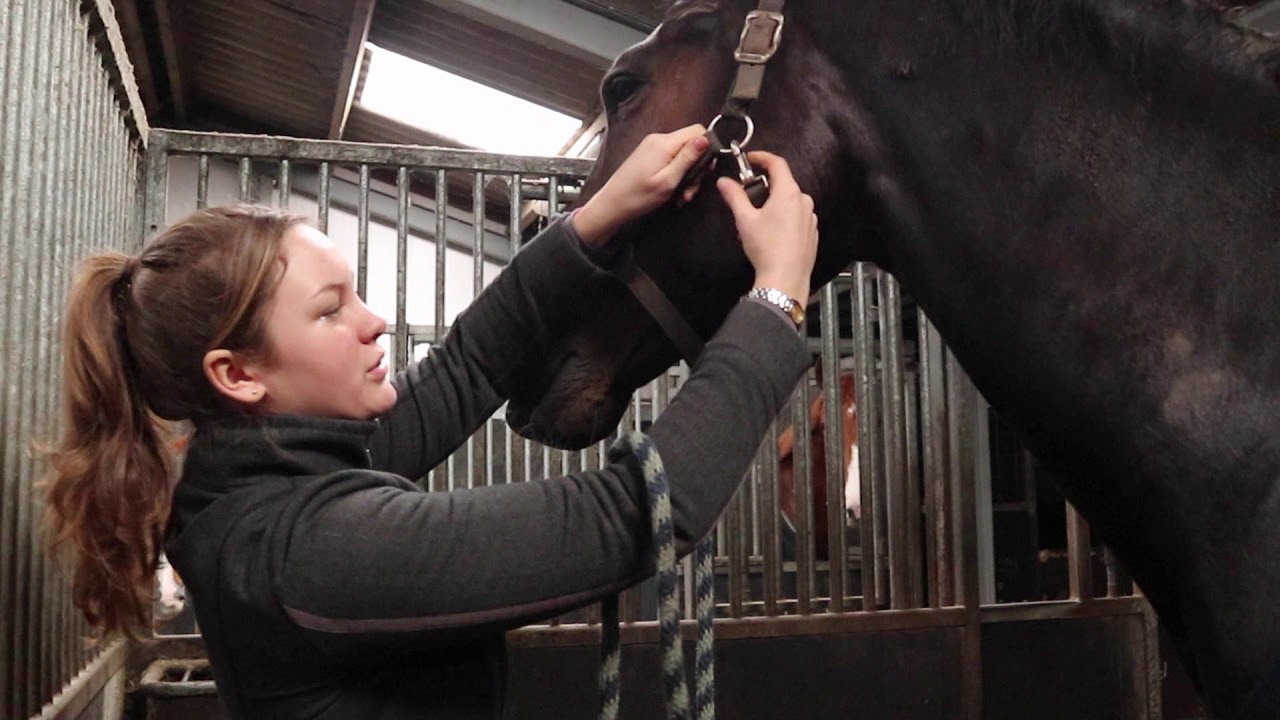 Hoe haal je je paard van stal?