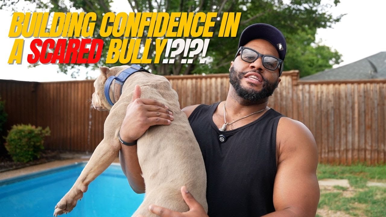 Building Confidence in Scared Defensive Bully!