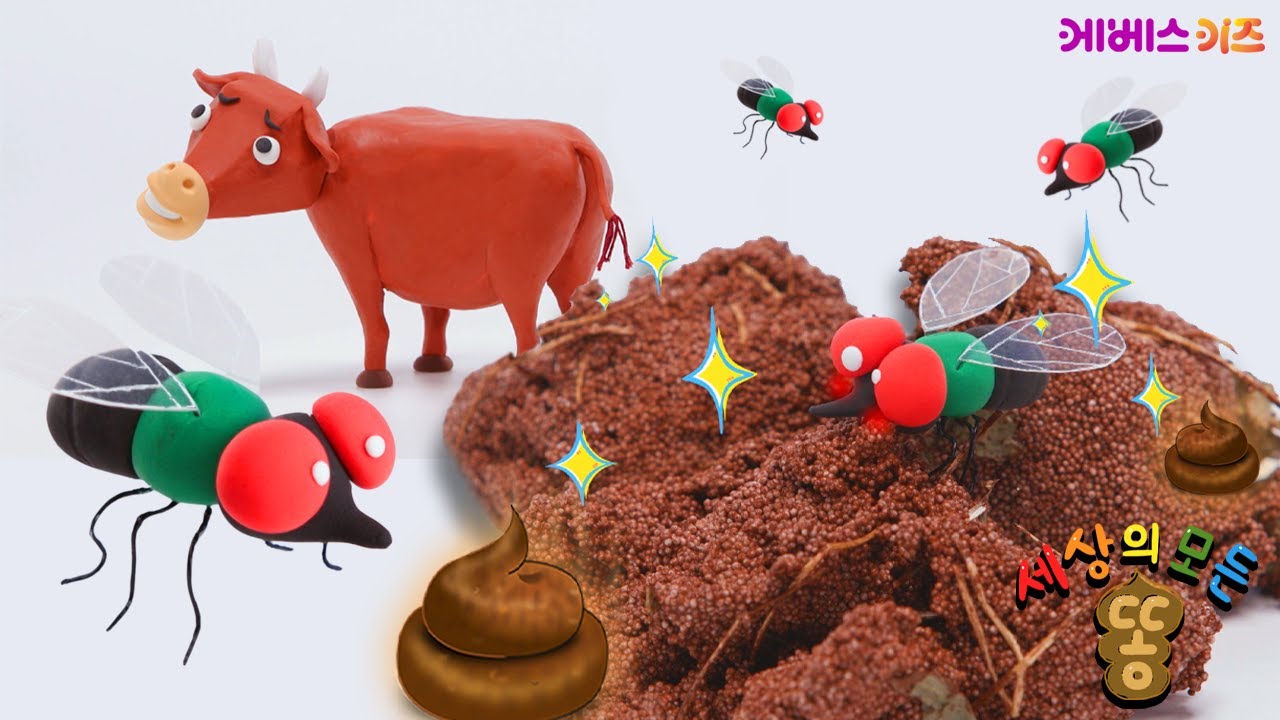 에에엥~ 똥이 있는 곳이면 어디든지 간다!ㅣ똥파리는 뭘 먹고 어떤 똥을 쌀까?ㅣ세상의 모든 똥ㅣKBS 220727 방송