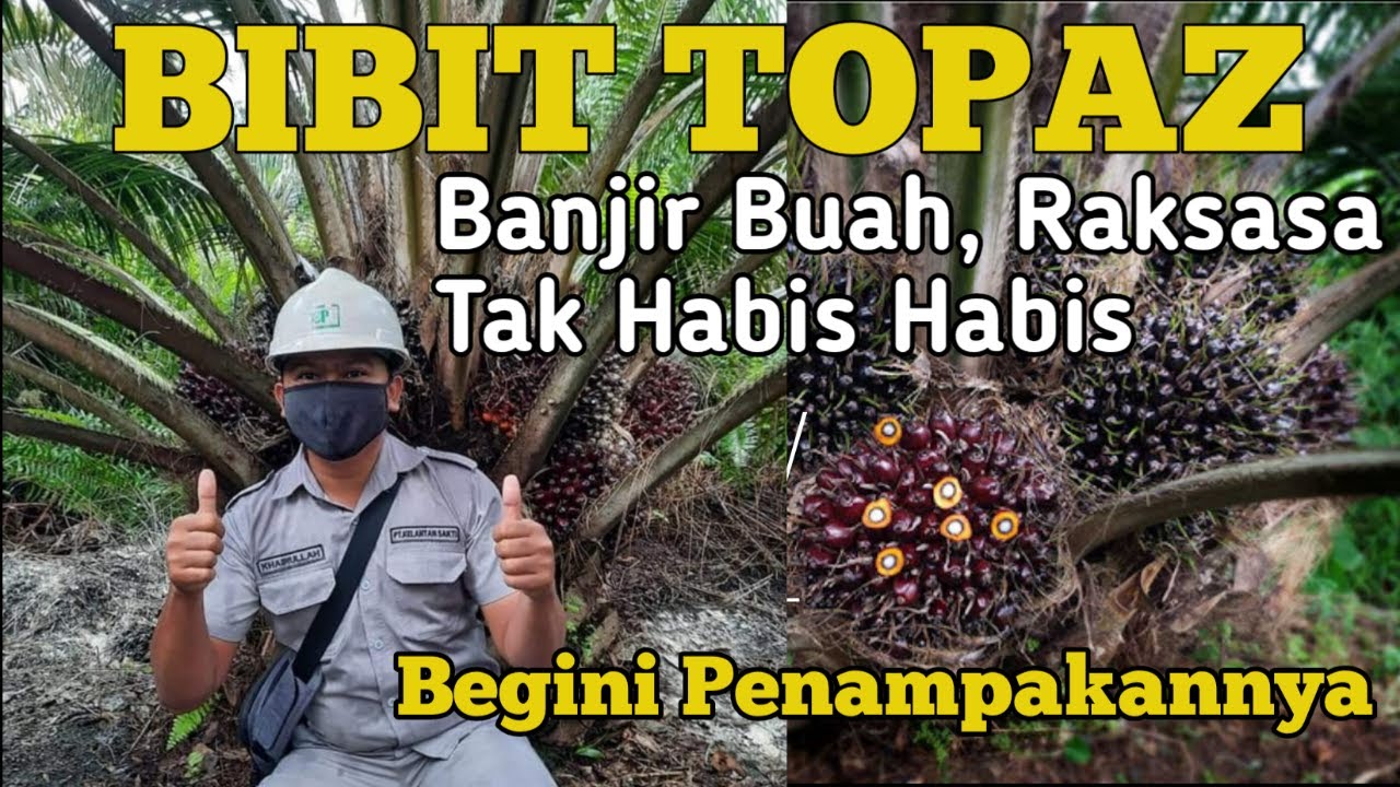 Harga  Sawit Mahal, Bibit Topas buah sawit terbesar, banjir buah saat yang lain trek, begini resep