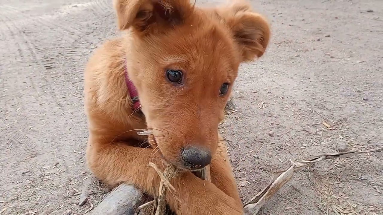 ASMR perrito comiendo pasto y Ruido de fondo 😅