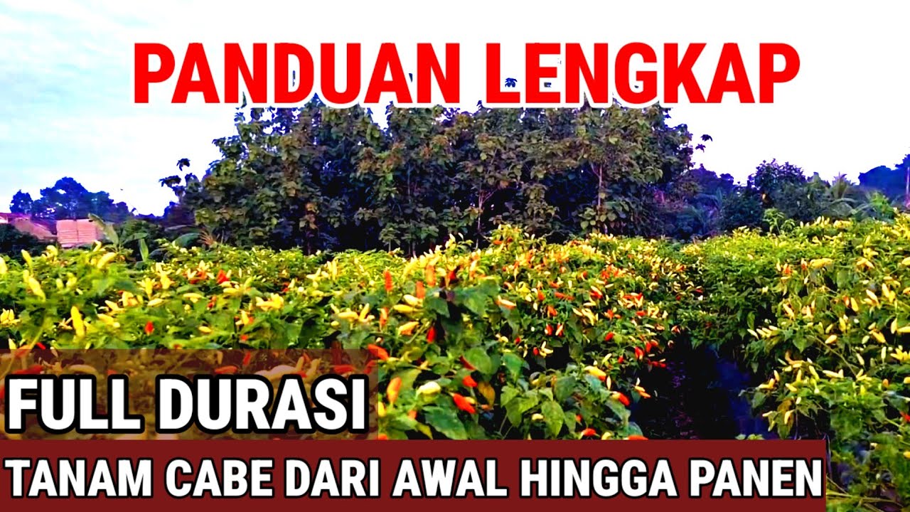 PANDUAN LENGKAP TANAM CABE ..!! DARI AWAL HINGGA PANEN