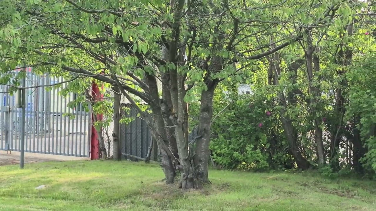 Grangemouth siren test 2025 [WARNING EXTREMELY LOUD VIDEO]