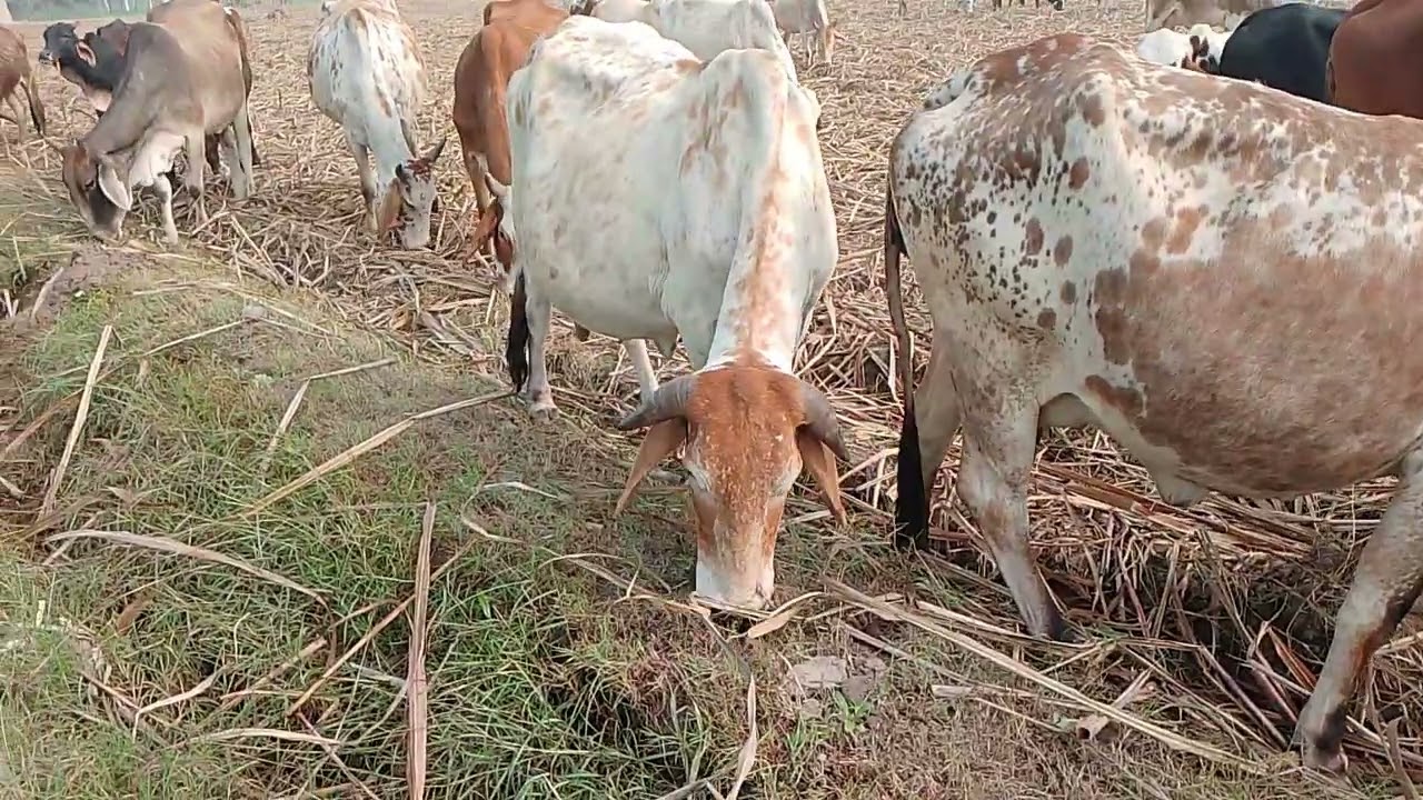 A lot of cows are eating sugarcane leftovers (bagasse, etc.) and the grass that's grown on the bunds