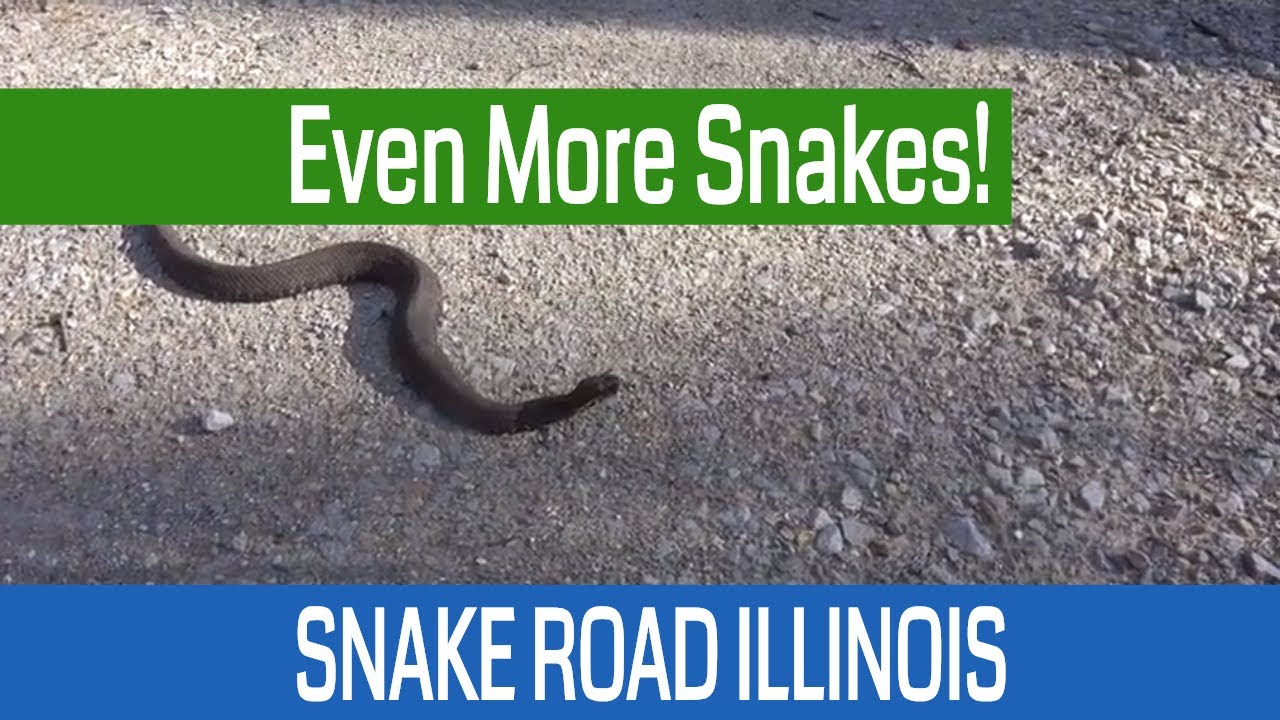 Hiking with Shawn Snake Road Adventure in the Shawnee National Forest