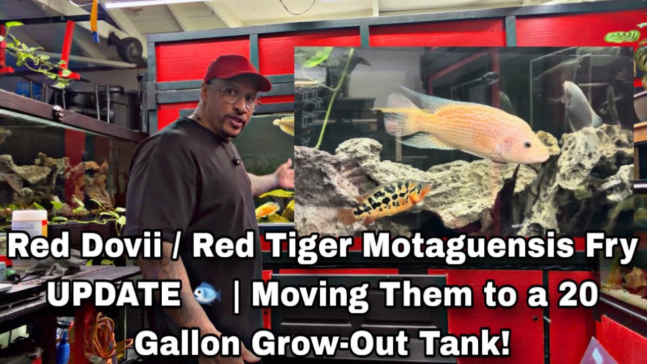 Обновление информации о мальках Red Dovii / Red Tiger Motaguensis 🐟 | Пересаживаем их в 20-галлон...
