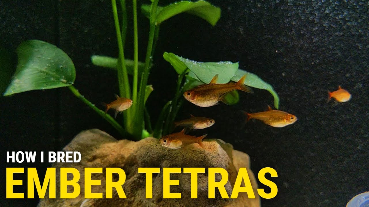 Как я разводил тетр Эмбер дома