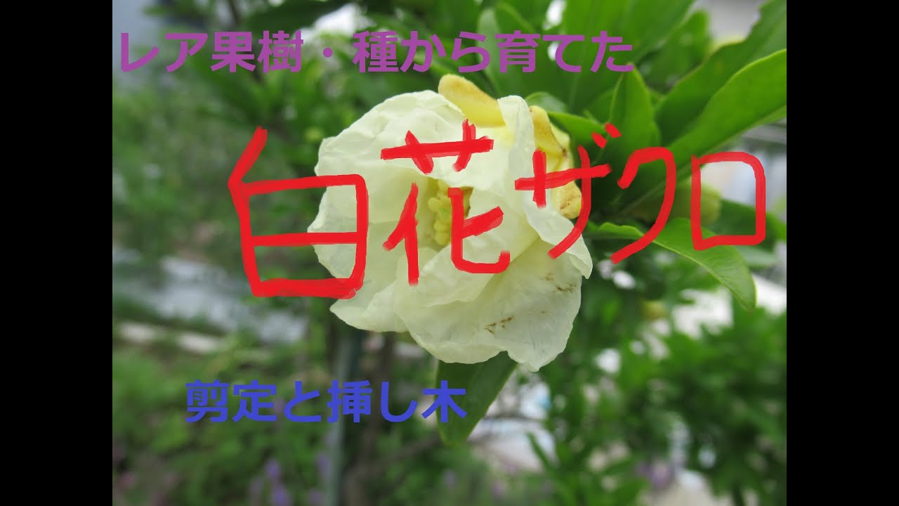 レア果樹・白花ザクロの剪定と挿し木