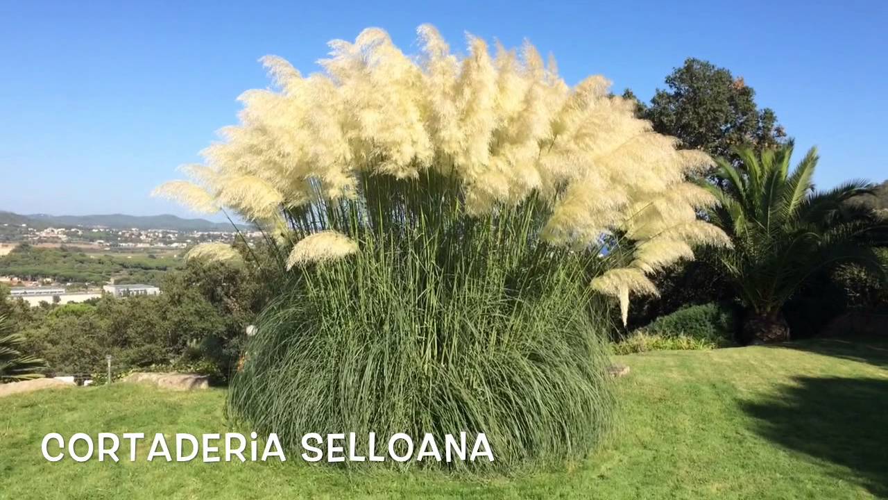 Cortaderia selloana. Garden Center online Costa Brava - Girona.